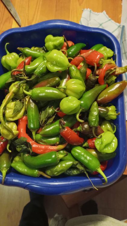 habanero.jpg.5e1e50cbdd5f975b2bea38b52a38bf30.jpg